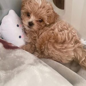 teacup-maltipoo-for-sale. Teacup Maltipoo for Sale