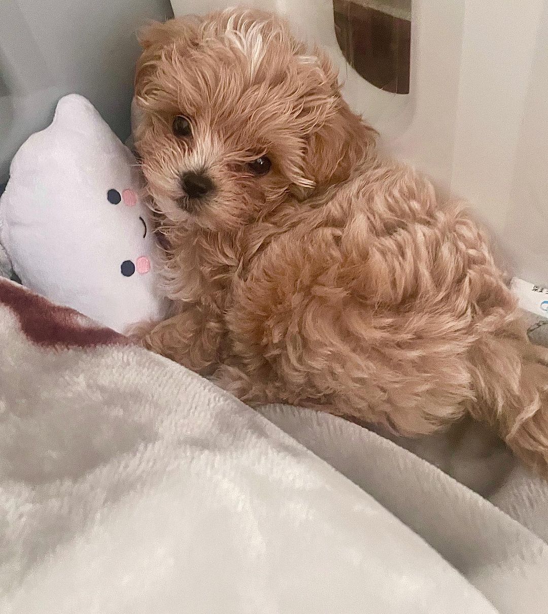 teacup-maltipoo-for-sale. Teacup Maltipoo for Sale