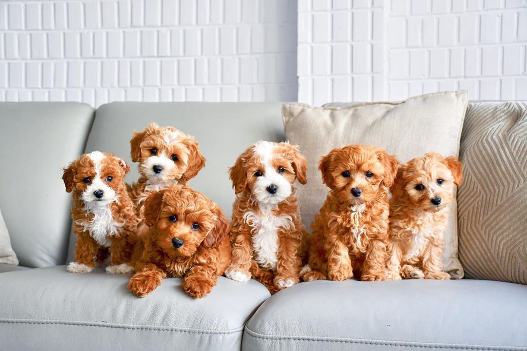 teacup-maltipoo-maltipoo. Teacup Maltipoo Maltipoo