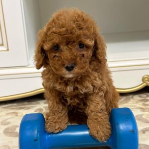 maltipoo-puppies-rescue. Maltipoo Puppies Rescue