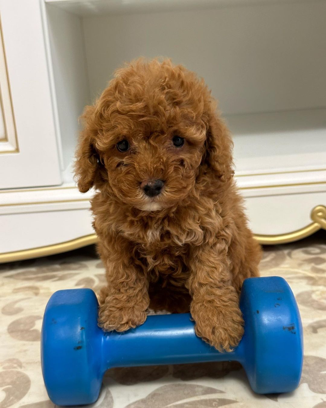 maltipoo-puppies-rescue. Maltipoo Puppies Rescue