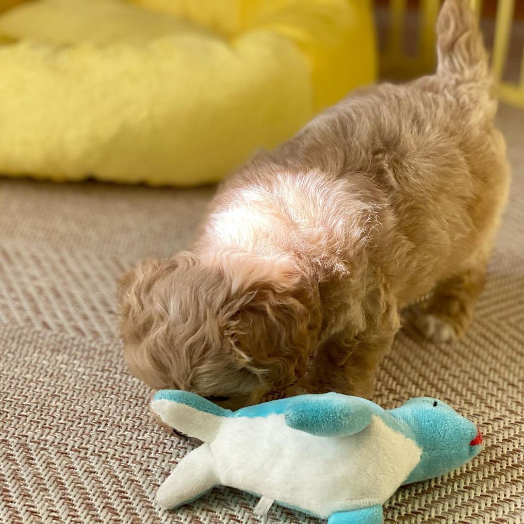 Dottie - Image 3
