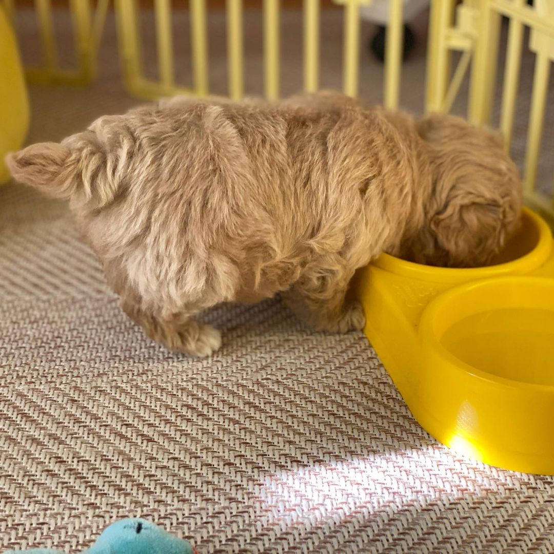 Dottie - Image 4