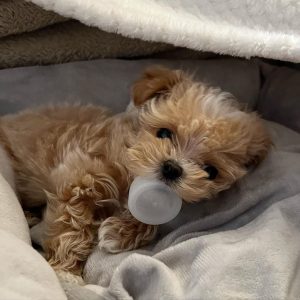 teacup-maltipoo-puppies-for-sale. Teacup Maltipoo Puppies for Sale.