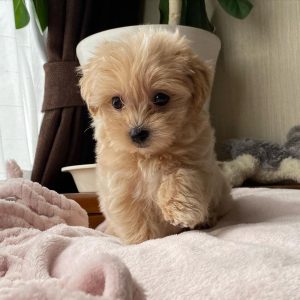 maltipoo-for-sale-near-me. Maltipoo for Sale Near Me.