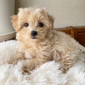 maltipoo-puppies-for-sale-los-angeles. Maltipoo Puppies for sale Los Angeles