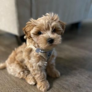 maltipoo-puppy-for-sale-near-me. Maltipoo Puppy for Sale Near Me.