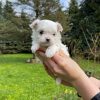 maltipoo-near-me. Maltipoo Near Me