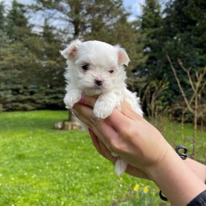 maltipoo-near-me. Maltipoo Near Me