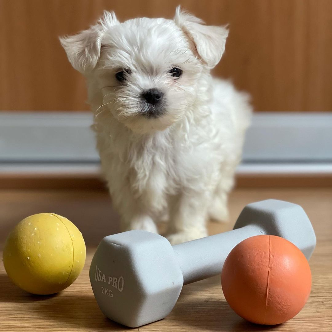 teacup-maltipoo-for-sale-near-me. Teacup Maltipoo for Sale Near Me