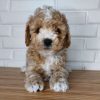 Maltipoo Breeders Near Me