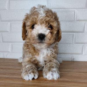 Maltipoo Breeders Near Me
