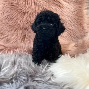 black-and-white-maltipoo-puppies. Black and White Maltipoo puppies.
