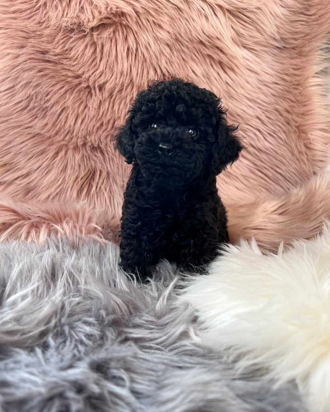 black-and-white-maltipoo-puppies. Black and White Maltipoo puppies.