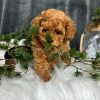 maltipoo-puppies-for-sale-in-nc. Maltipoo Puppies for Sale in NC