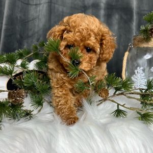 maltipoo-puppies-for-sale-in-nc. Maltipoo Puppies for Sale in NC