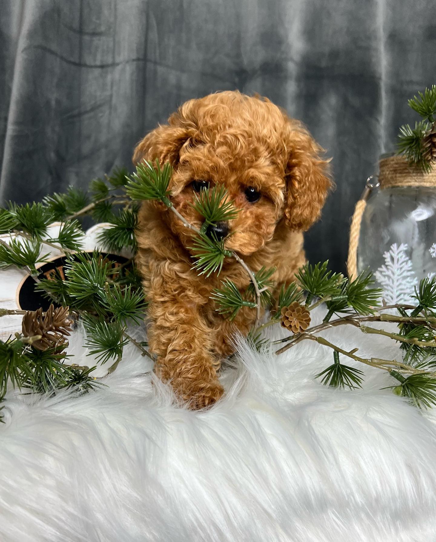 maltipoo-puppies-for-sale-in-nc. Maltipoo Puppies for Sale in NC