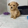 teacup-maltipoo-dog. Teacup Maltipoo Dog.