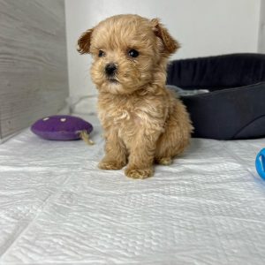teacup-maltipoo-dog. Teacup Maltipoo Dog.