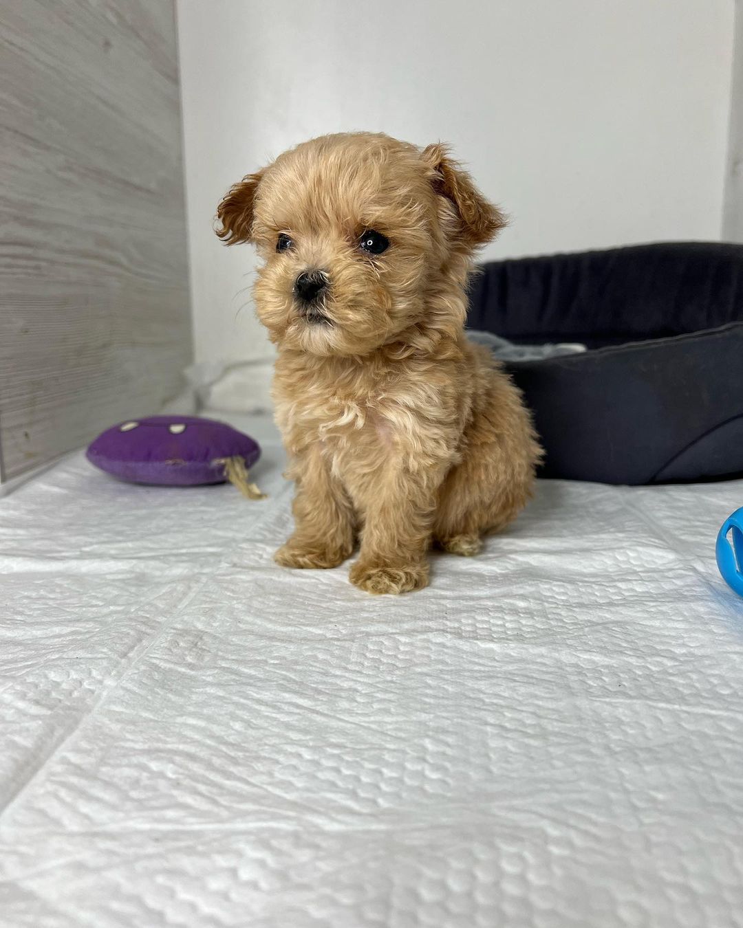 teacup-maltipoo-dog. Teacup Maltipoo Dog.