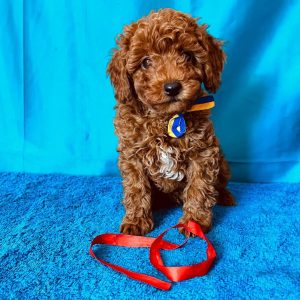 maltipoo-adoptions. Maltipoo Adoptions