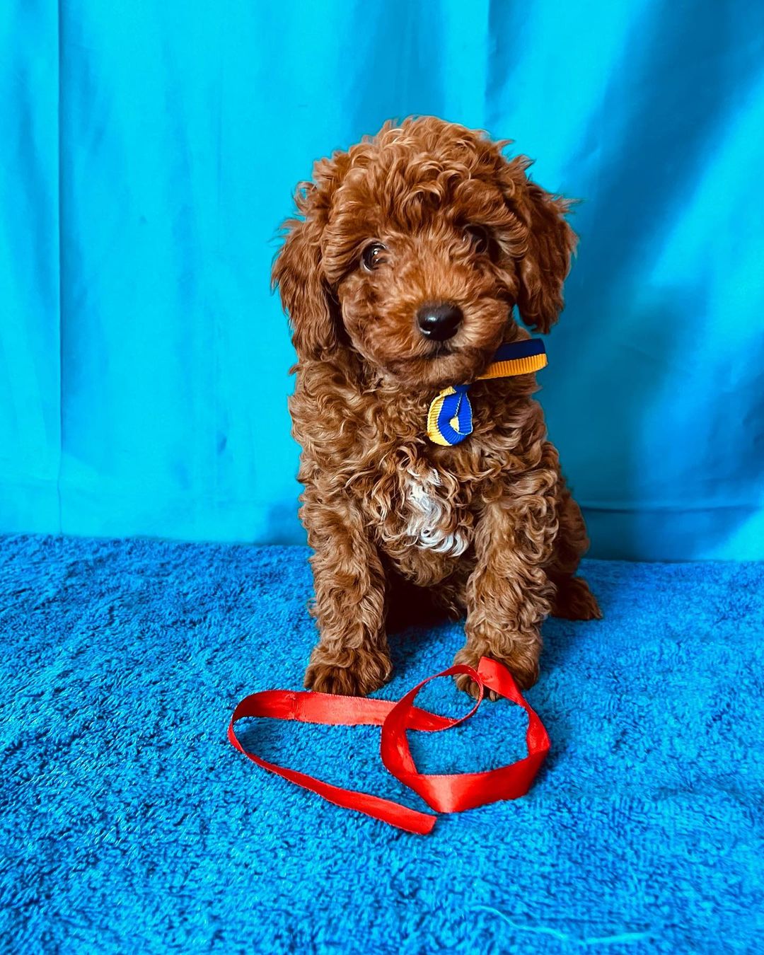 maltipoo-adoptions. Maltipoo Adoptions