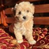 toy-maltipoo-puppies-for-sale. Toy Maltipoo Puppies for Sale.