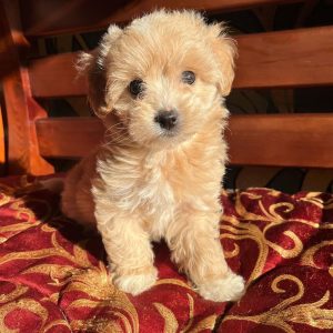 toy-maltipoo-puppies-for-sale. Toy Maltipoo Puppies for Sale.