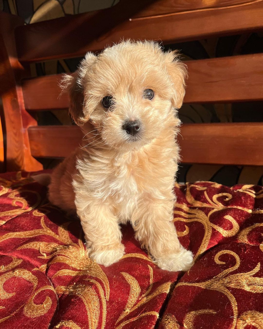 toy-maltipoo-puppies-for-sale. Toy Maltipoo Puppies for Sale.