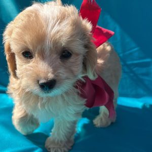 maltipoo-puppies. Maltipoo Puppies