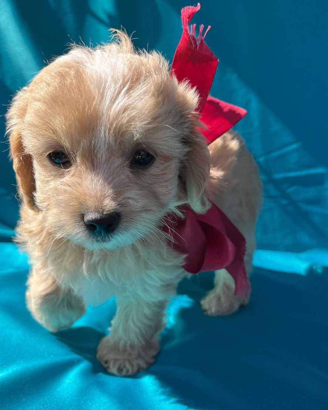 maltipoo-puppies. Maltipoo Puppies
