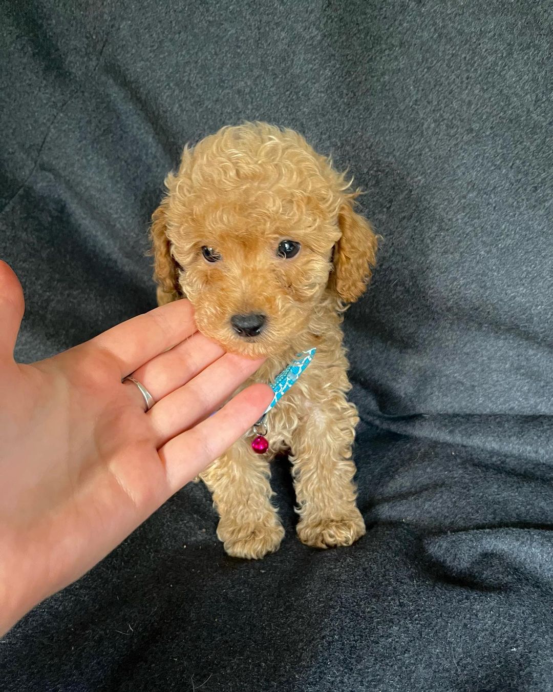 Daphne - Image 2
