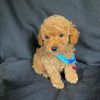 maltipoo-puppies-for-sale. Maltipoo Puppies for Sale.
