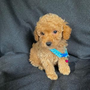 maltipoo-puppies-for-sale. Maltipoo Puppies for Sale.
