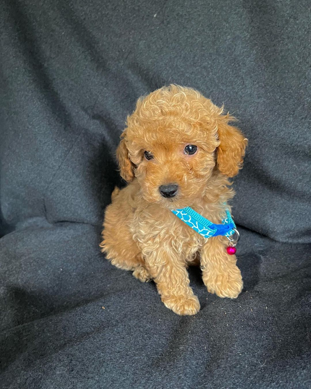 maltipoo-puppies-for-sale. Maltipoo Puppies for Sale.