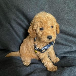 maltipoo-puppy. Maltipoo Puppy