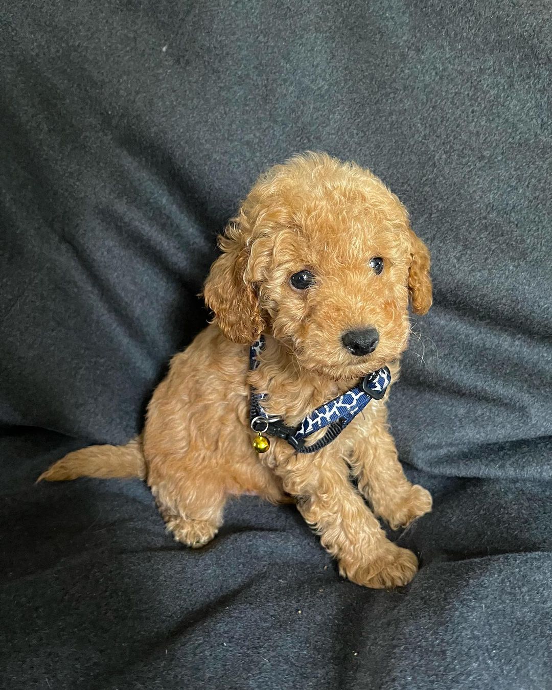 maltipoo-puppy. Maltipoo Puppy