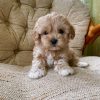 maltipoo-puppies-for-sale-in-charlotte-nc. Maltipoo Puppies for Sale in Charlotte NC