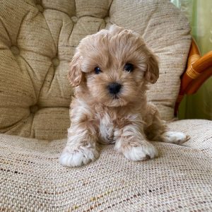 maltipoo-puppies-for-sale-in-charlotte-nc. Maltipoo Puppies for Sale in Charlotte NC